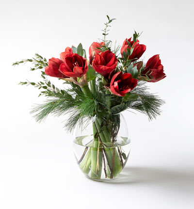 Rød amaryllisbukett  Rød amaryllisbukett